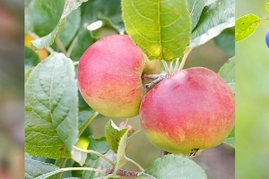 An image relating to Community Orchard Planting Day