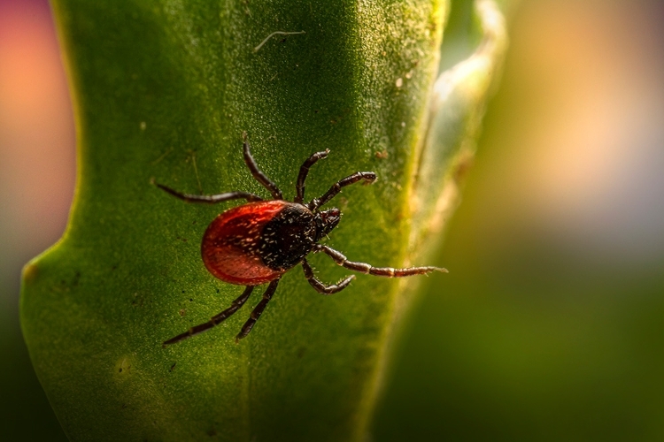 Image of a tick on a green leaf Image of a tick on a green leaf