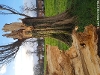 Decayed racecourse road poplars - individual tree