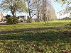 Decayed racecourse road poplars - row of trees