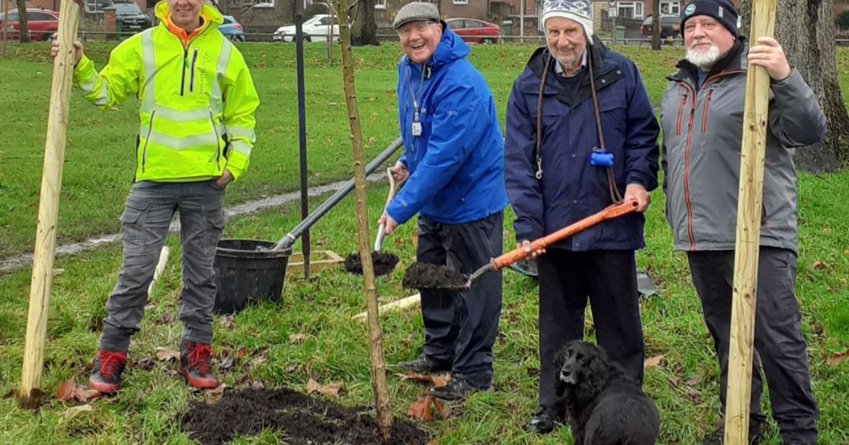 Replanting of Italian Poplar trees at Stroud Green begins